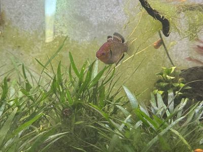 Freshwater Empire Gudgeon