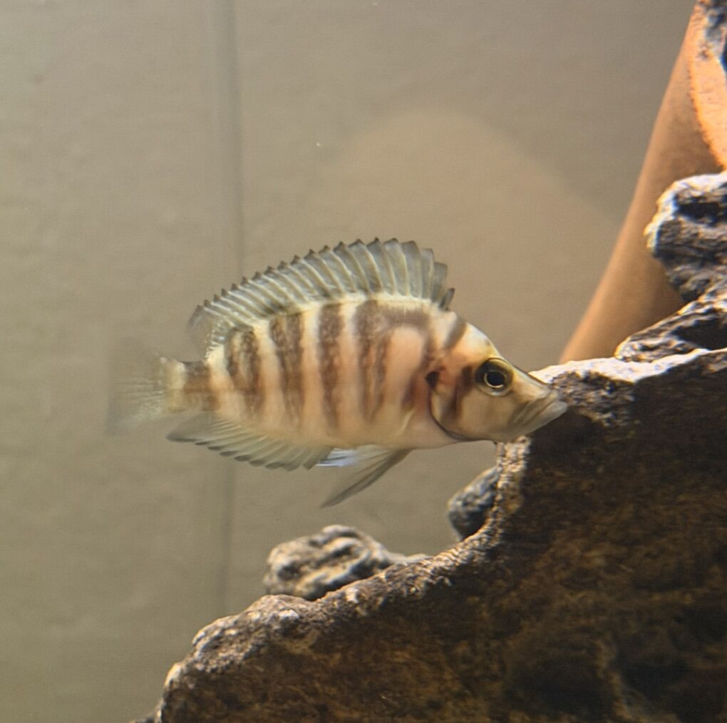 Compressiceps Gold Head