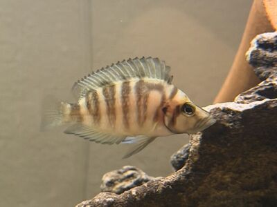 Compressiceps Gold Head