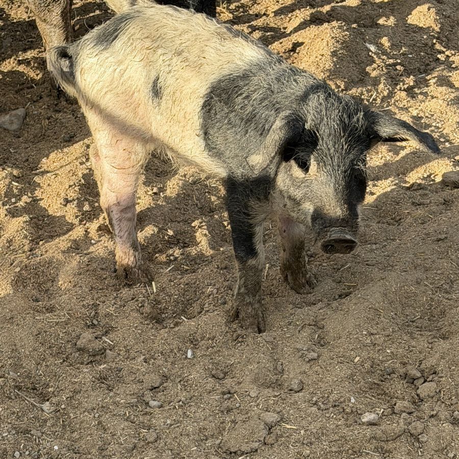Mangalista weaner pigs