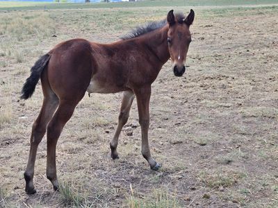 2026 AQHA bay colt