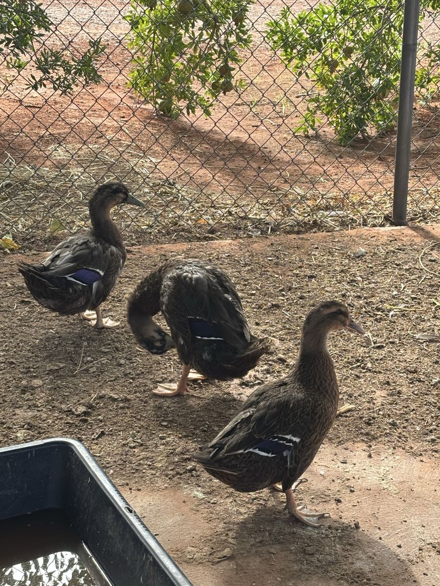 3 Rouen Ducks for Sale 1 hen and 2 drakes all four months old