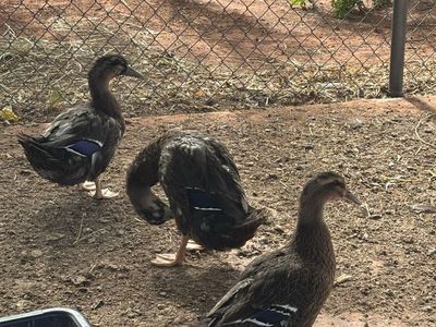 3 Rouen Ducks for Sale 1 hen and 2 drakes all four months old