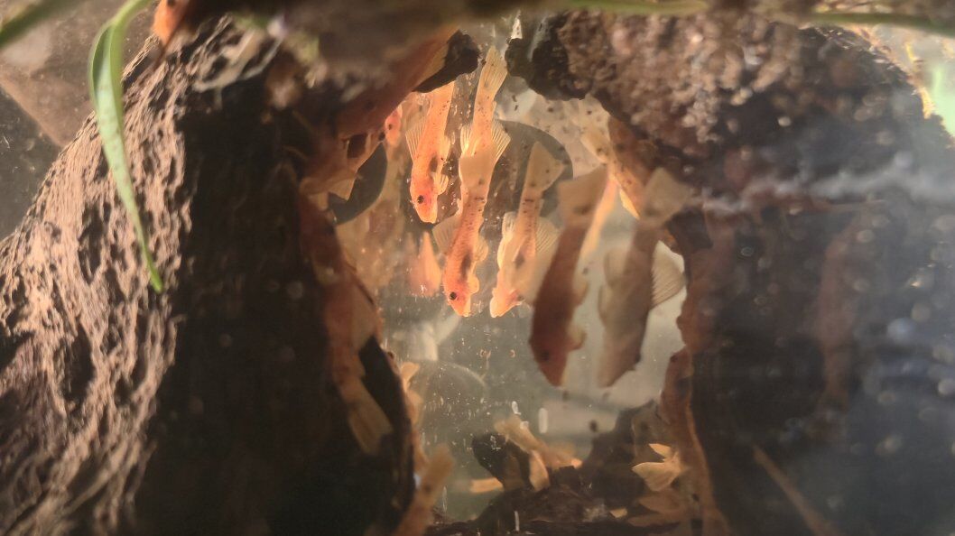 Super Red Bristlenose Plecos