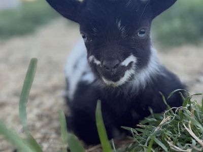 ADGA Nigerian Dwarf Doeling