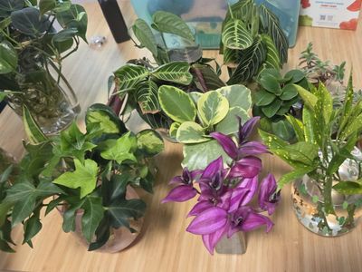 FREE Take my Cuttings!