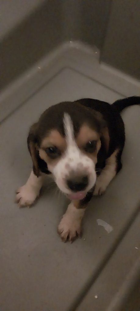 Beagle Puppy - Tricolor