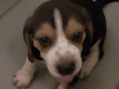 Beagle Puppy - Tricolor