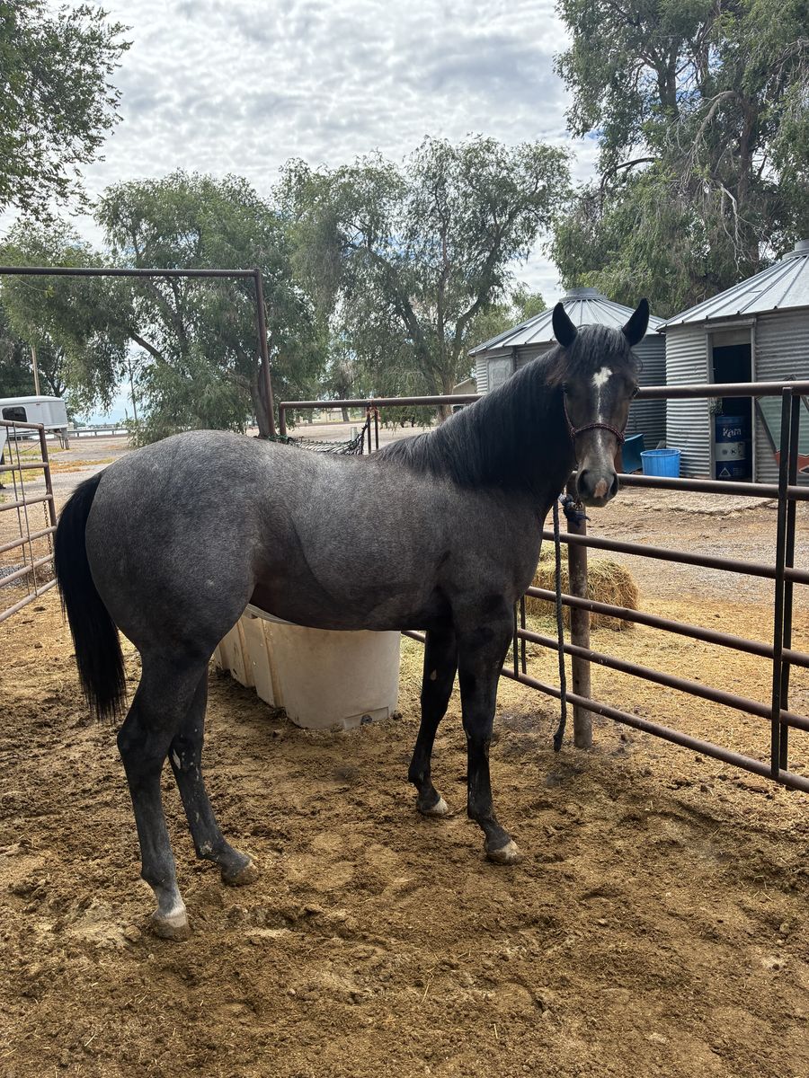 AQHA Registered Gray Mare - Janes Sweet Baby (Frenchmans Guy Lines)