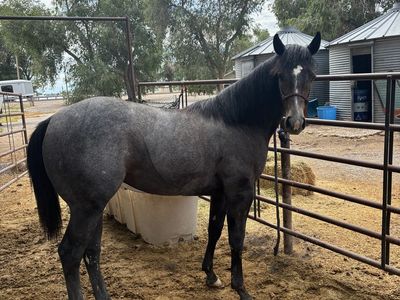 AQHA Registered Gray Mare - Janes Sweet Baby (Frenchmans Guy Lines)
