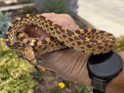 Yearling Red Bullsnakes