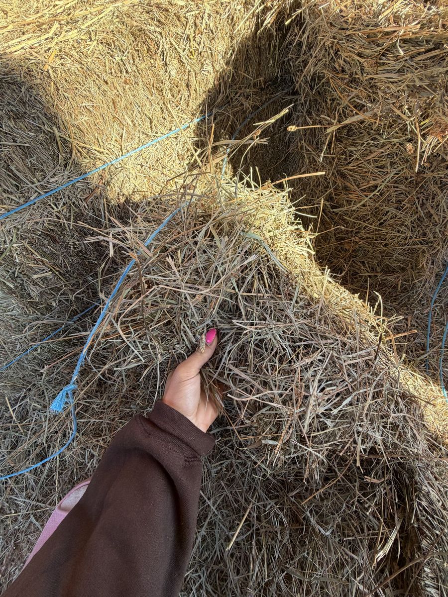 Filler Grass Hay- 16 bales