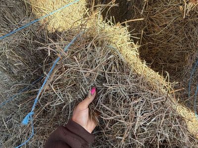 Filler Grass Hay- 16 bales