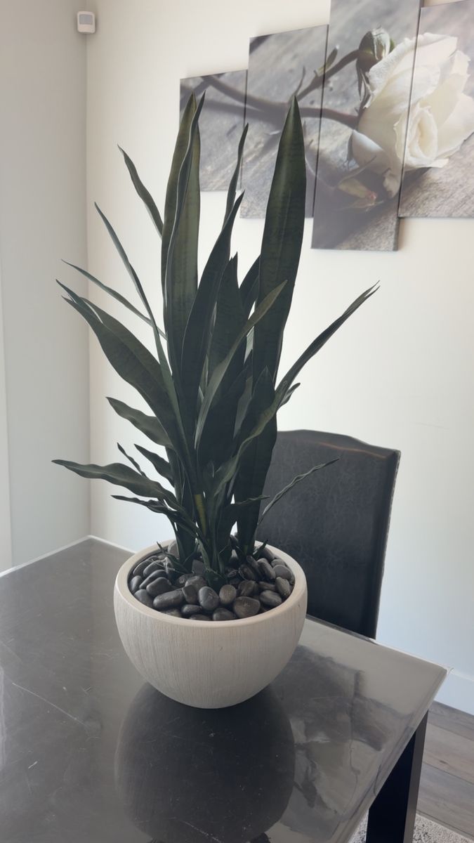 New - Faux Snake Plants In A Ceramic Vase