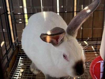 Californian Rabbits