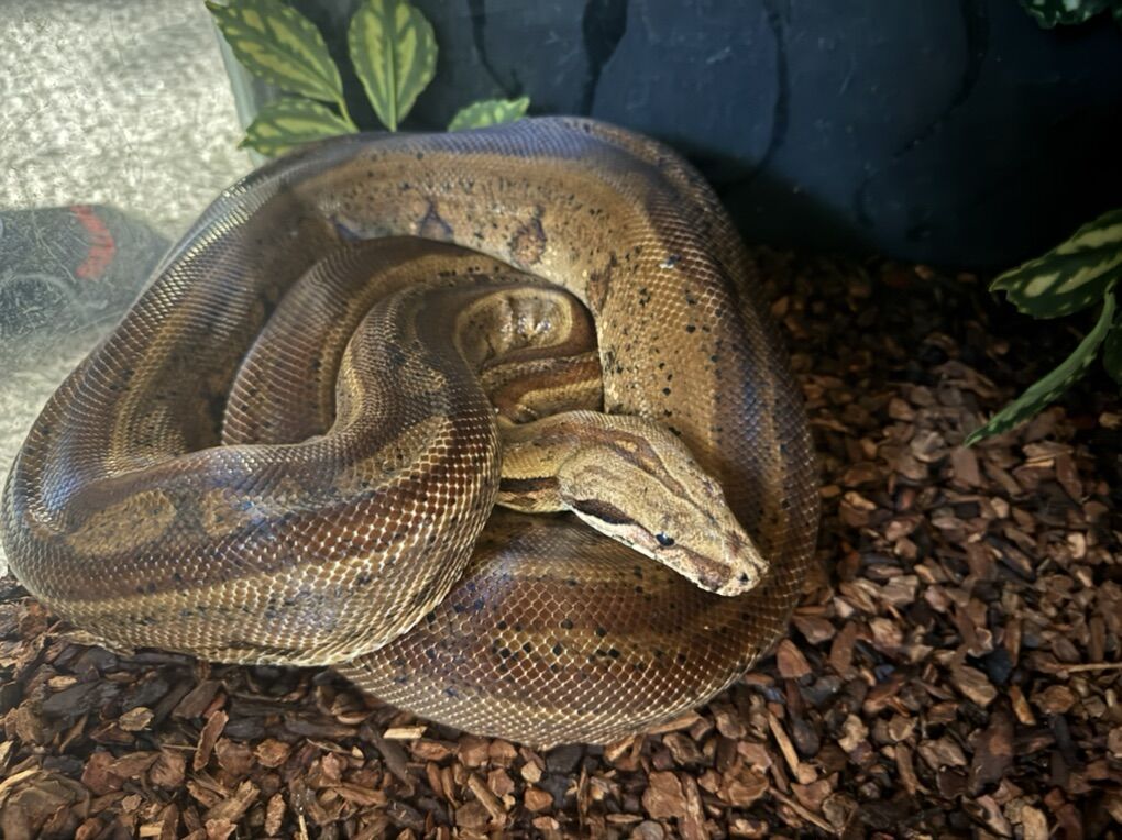 7ft Male Hypo Jungle Boa