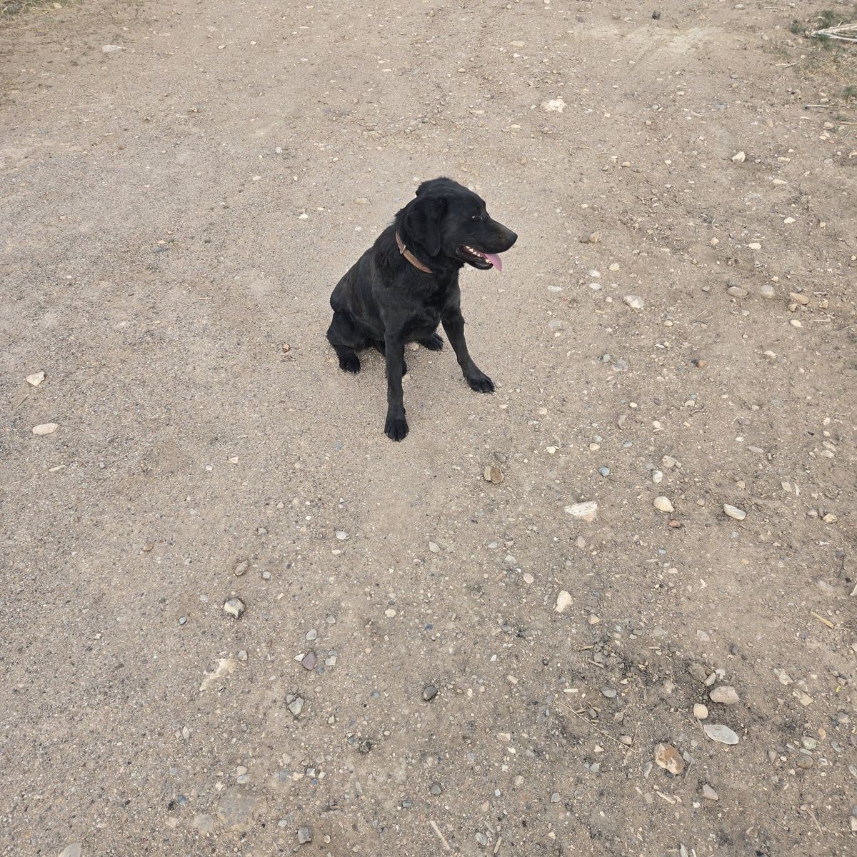 Black Lab