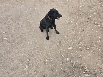 Black Lab