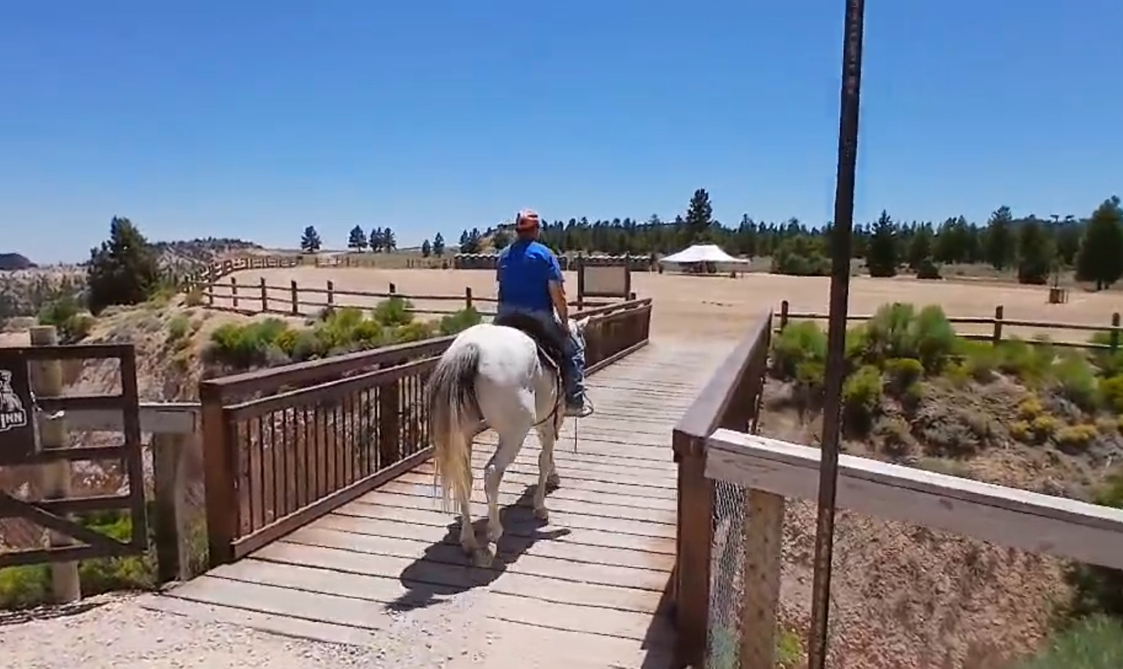 All around grey gelding