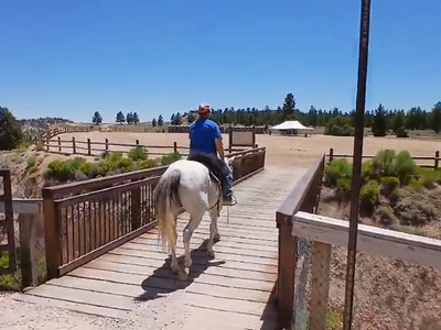 All around grey gelding