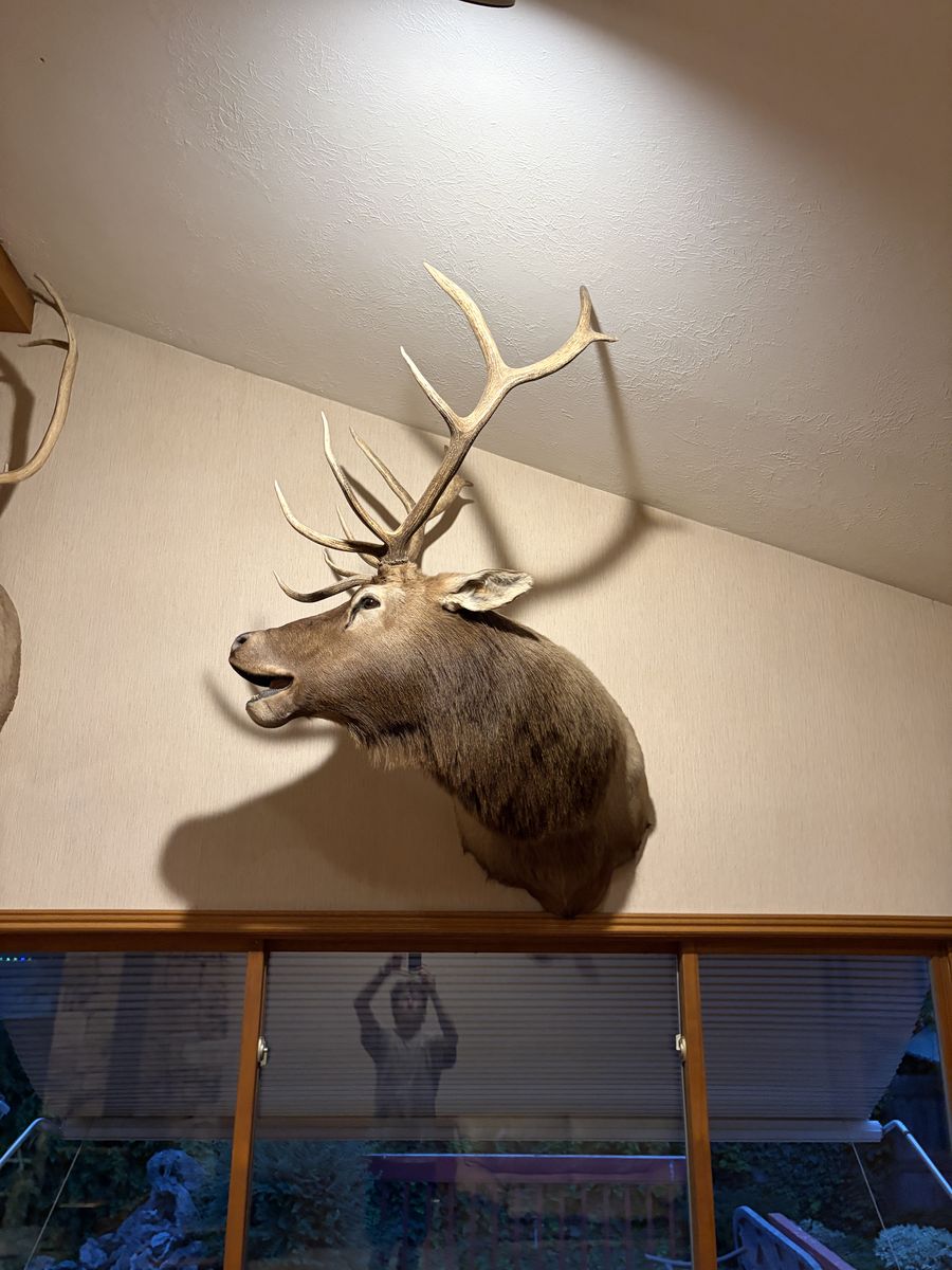 Large Elk Taxidermy Mount