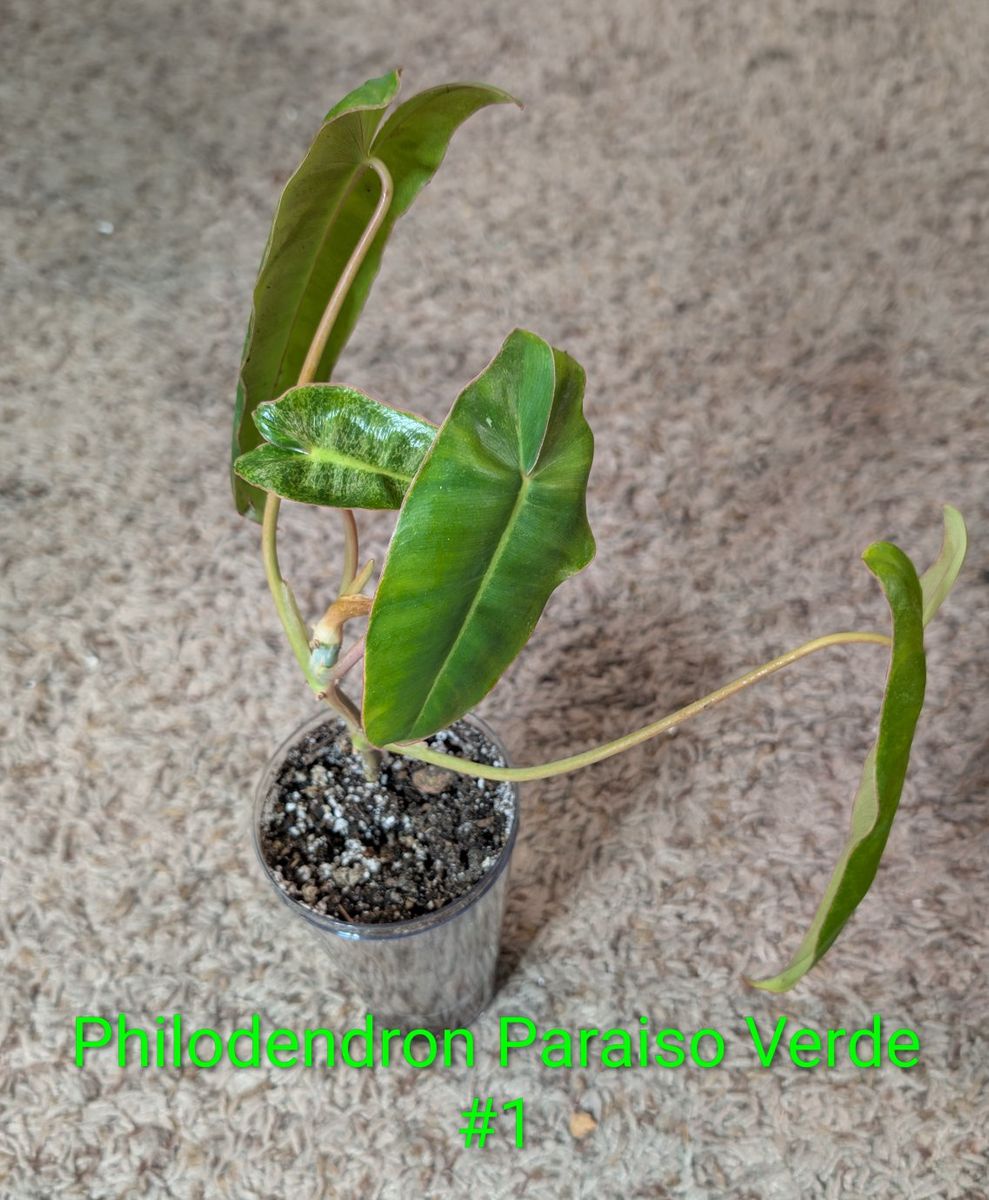 Philodendron Paraiso Verde Variegated Houseplant in Clear Cups
