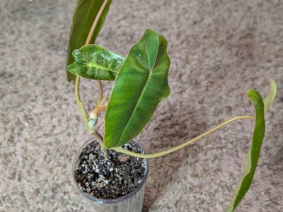 Philodendron Paraiso Verde Variegated Houseplant in Clear Cups