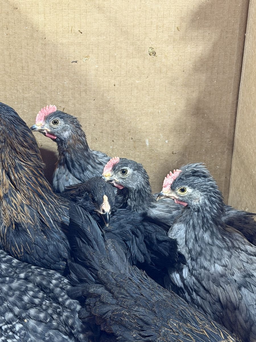 Rooster Blue Copper MaranxOlive Egger