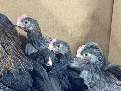 Rooster Blue Copper MaranxOlive Egger