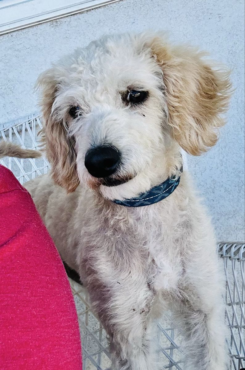 One year old male Labradoodle for Sale.