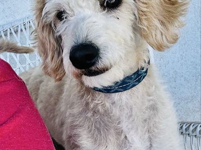 One year old male Labradoodle for Sale.