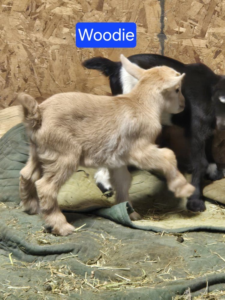 Nigerian Dwarf Male Goats For Sale
