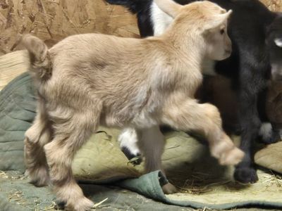 Nigerian Dwarf Male Goats For Sale