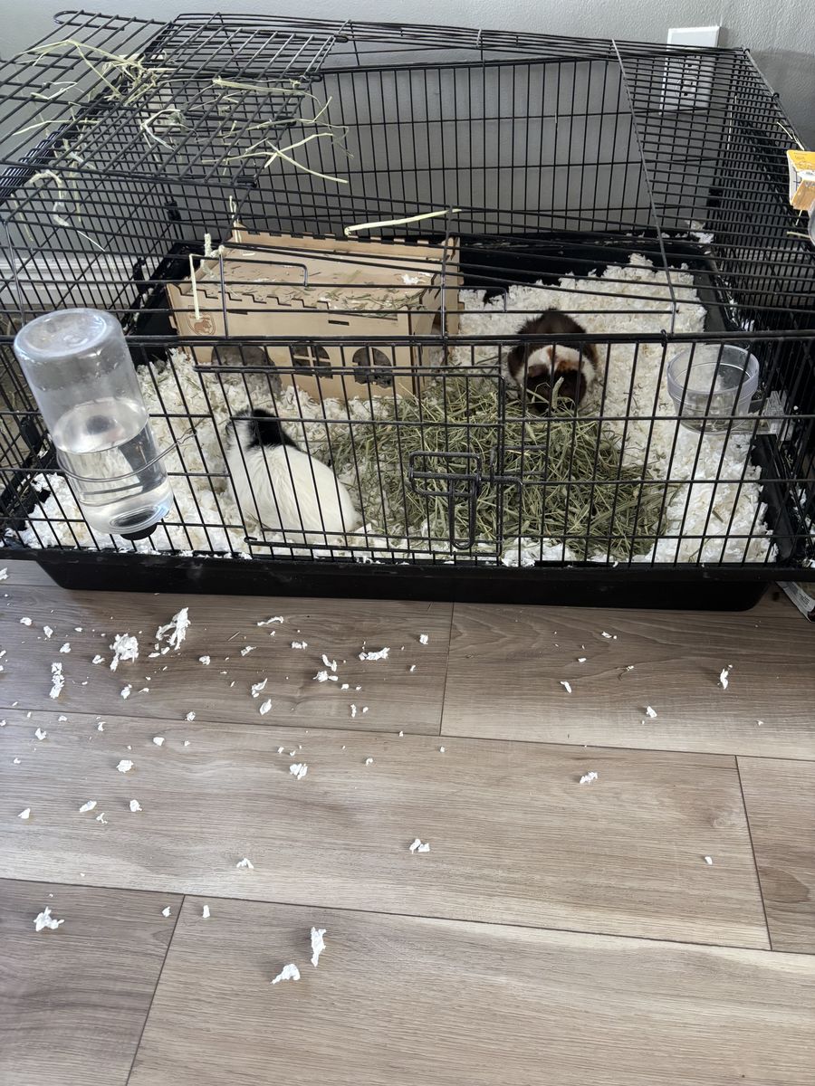 Guinea pigs with extra large cage. 