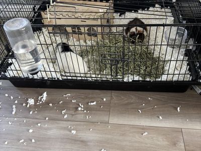 Guinea pigs with extra large cage.