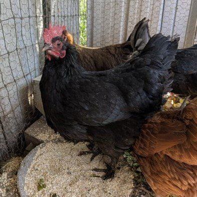 Black Copper Marans chickens