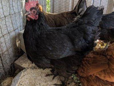 Black Copper Marans chickens