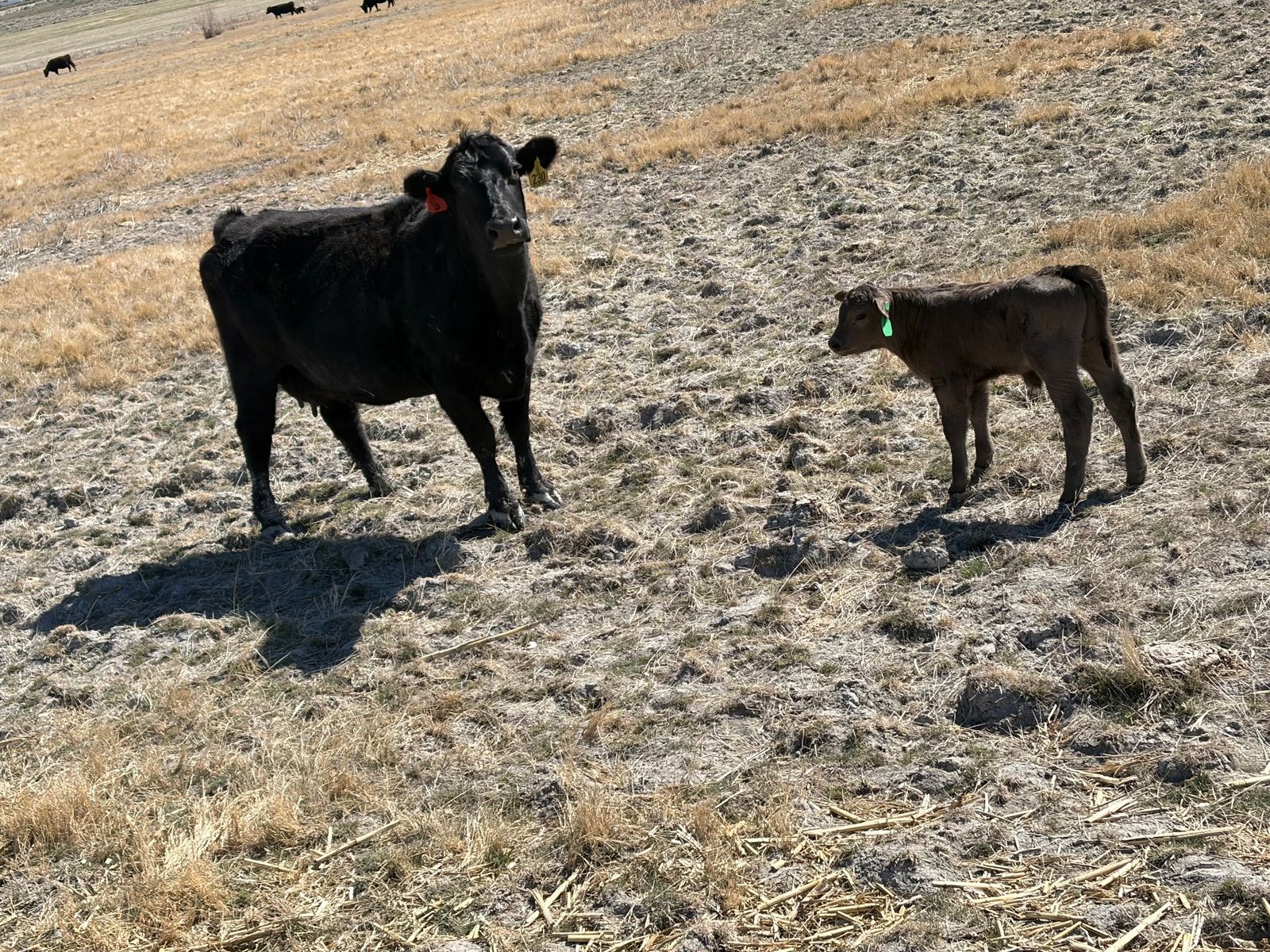 Cow calf pairs