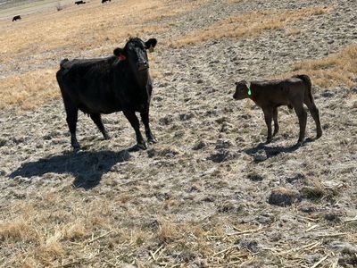 Cow calf pairs
