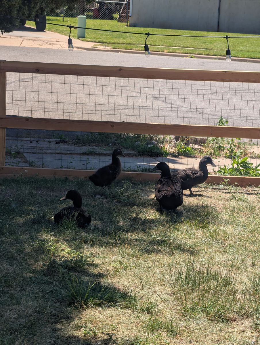4 ducks