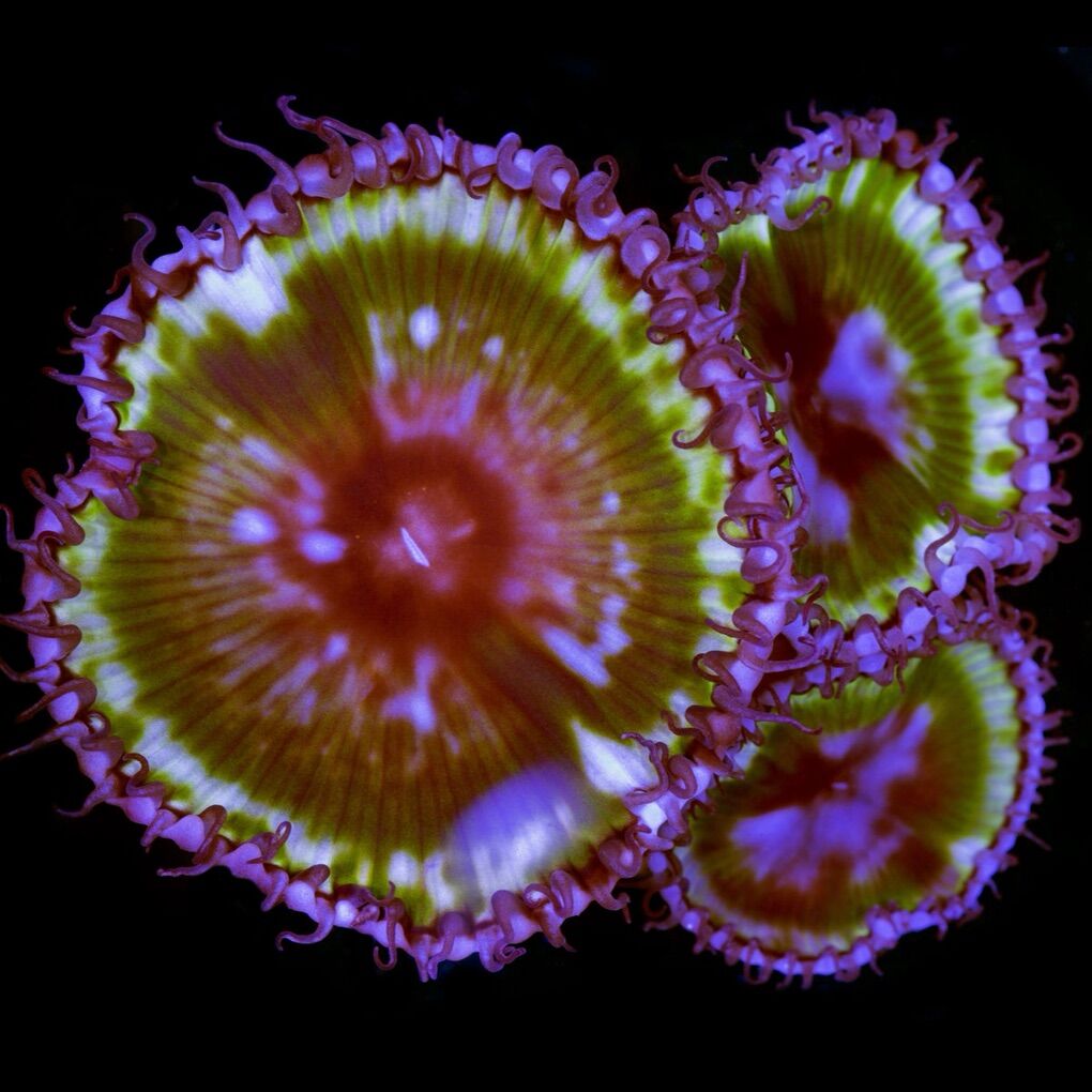 Palythoa Grandis Coral FS