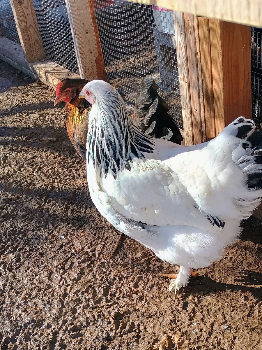 LIGHT BRAHMA Hen Chickens 4 months old for Sale