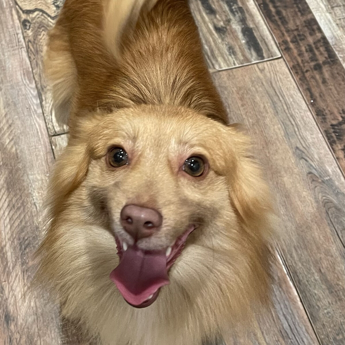 Mini Aussie Pomeranian