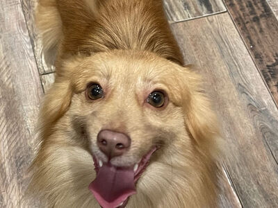 Mini Aussie Pomeranian