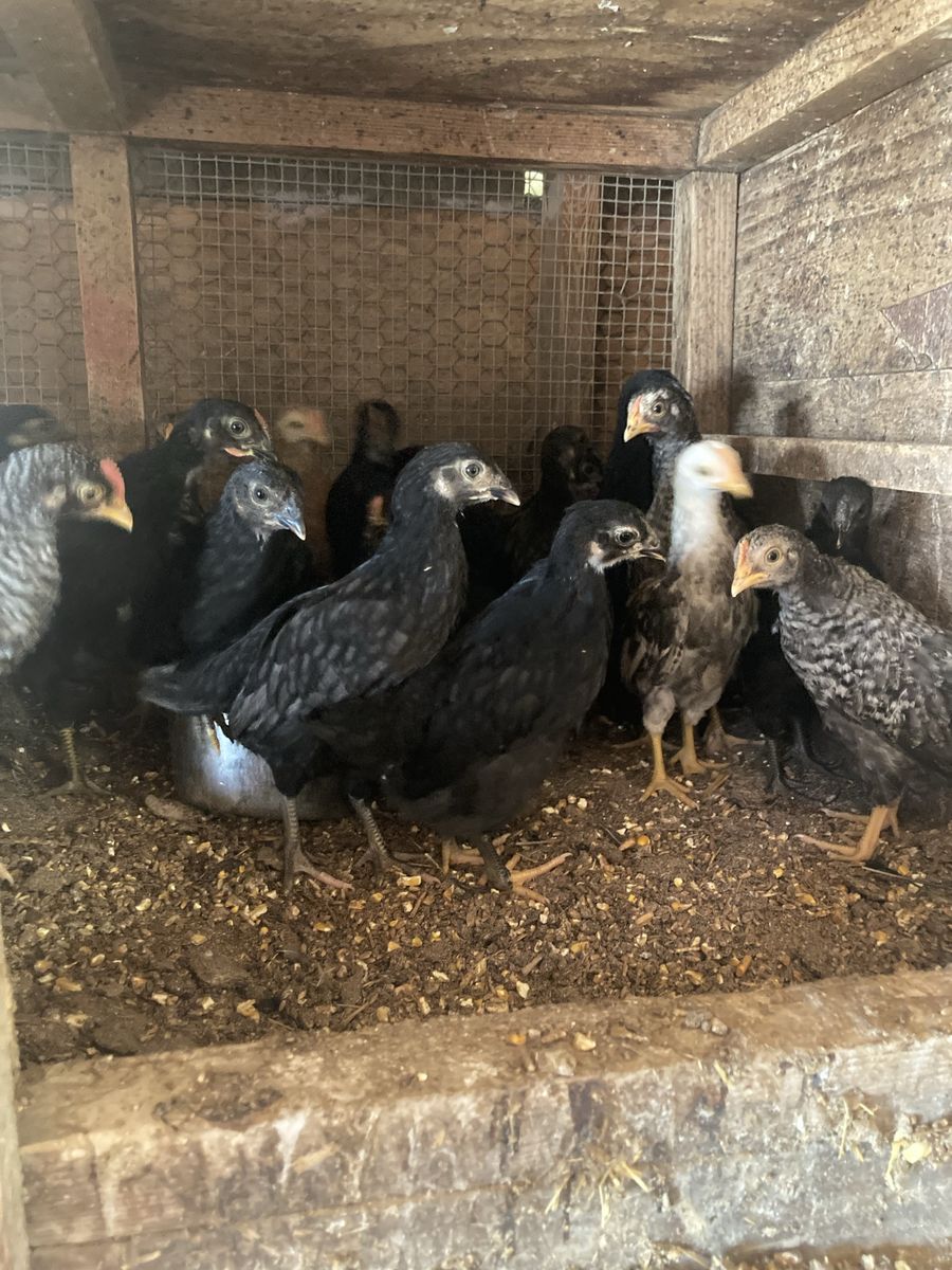 2 1/2 Month Old Pullets