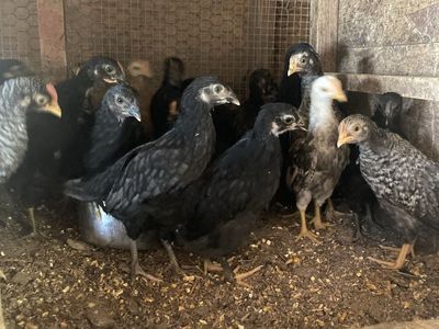 2 1/2 Month Old Pullets