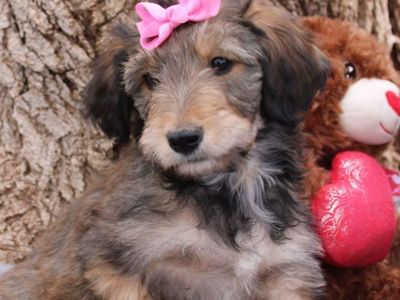 SPECIAL 3 LEGGED BORDOODLE PUPPY