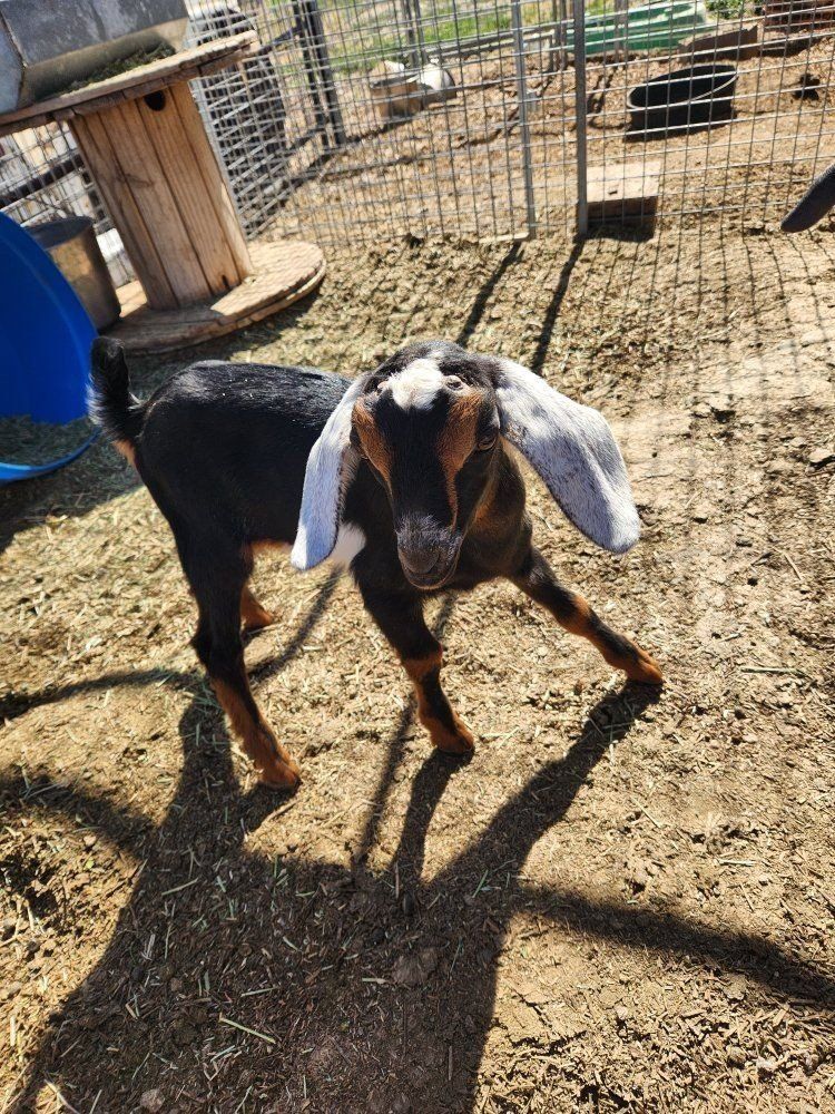 Nubian bucklings