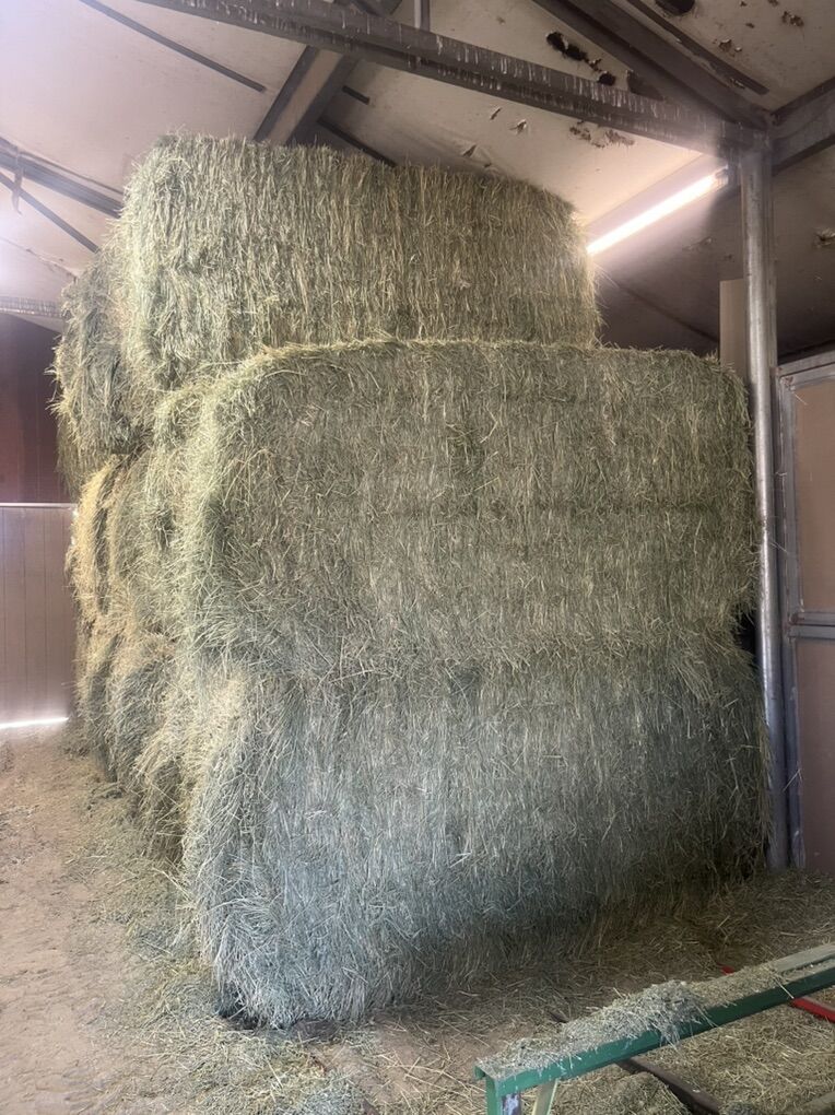 Premium Quality Grass/Alfalfa Mix