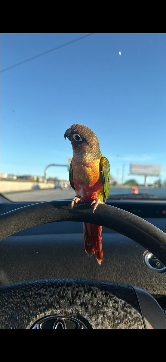 Looking to rehome my green cheek Conure